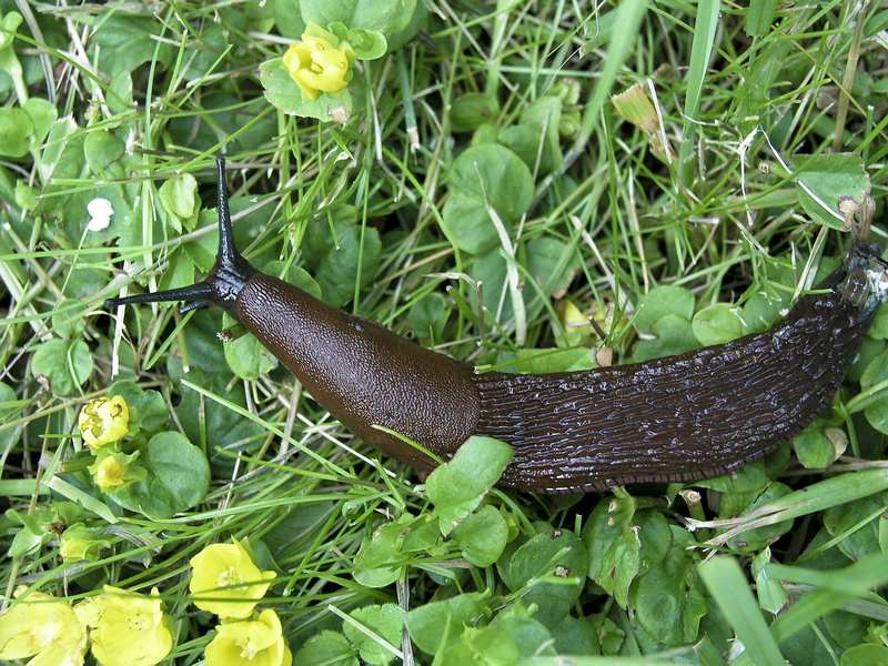 Mørk brun snegle kryper gjennom gress med gule blomster rundt seg