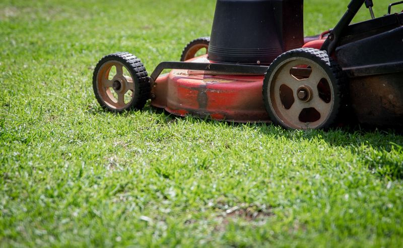 Nærbilde av en rød gressklipper som klipper frodig grønn plen