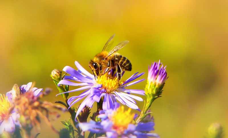 Bie samler nektar på en lilla asterblomst omgitt av flere blomster