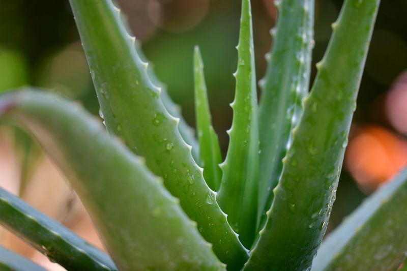 Nærbilde av tykke grønne aloe vera-blader dekket med vanndråper